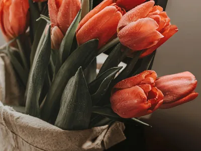 Portfolio nuotrauka